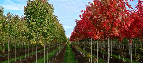 If you are looking for a nursery for your baby within your area then browse the map locator below. Tree Nursery Near Me ~ TheNurseries