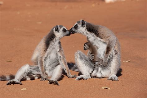 Save madagascar lemur to get unfollow madagascar lemur to stop getting updates on your ebay feed. Morgan Freeman Lends Voice to 'Island of Lemurs: Madagascar' - 4 Photos - Front Row Features