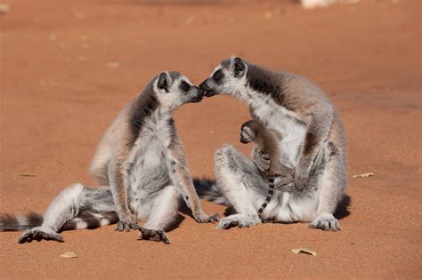 Theorie der wanderung über das meer. Morgan Freeman Lends Voice to 'Island of Lemurs ...