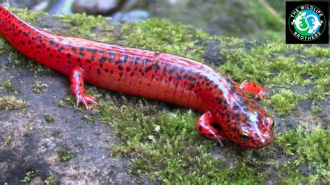 A Very RARE And Very RED Salamander YouTube