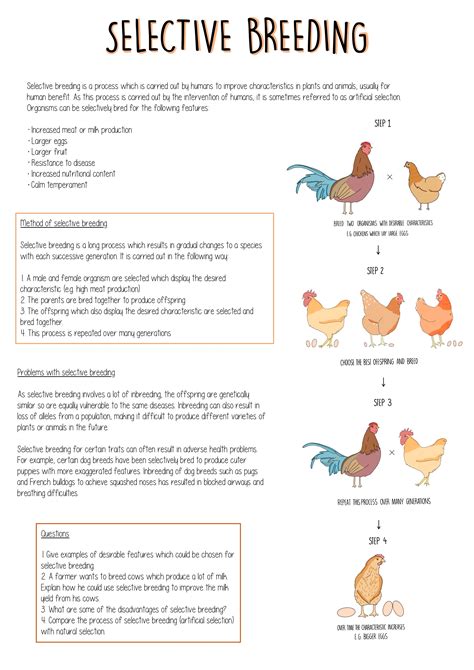 selective breeding gcse — the science hive