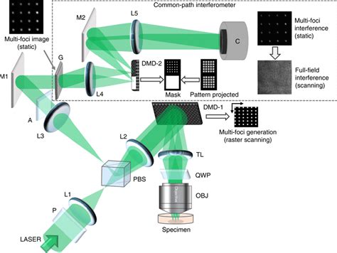 Schematic Of The Confocal Reflectance Interferometric Microscope