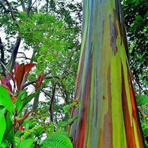 Eucalyptus Deglupta Rainbow Eucalyptus 150 Viable Seeds Etsy