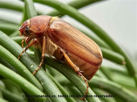 Escarabajo Amphimallon Solstitialis MACRONATURA Escarabajo De Junio