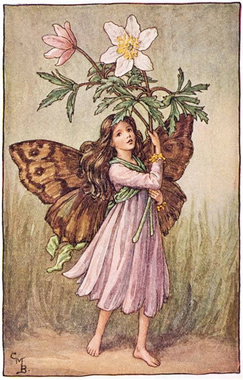 Illustration For The Windflower Fairy From Flower Fairies Of The Spring