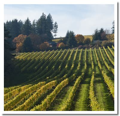 Evening Land Vineyards - About Us - OREGON | Oregon wine country, Oregon wine, Wine region