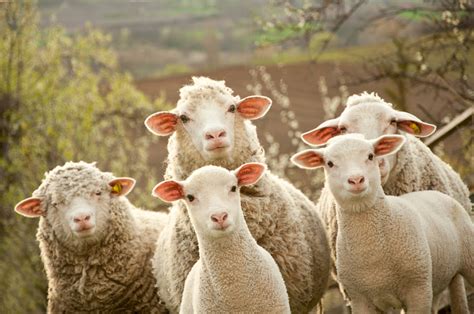 Bahhh Sheep Coming Soon Ruffwing Farms