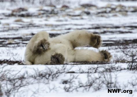 polar bears dig cooling holes polar bears in western hudso… flickr