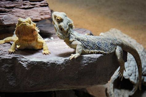 25 Interesting Facts About Bearded Dragons Wildlife Informer