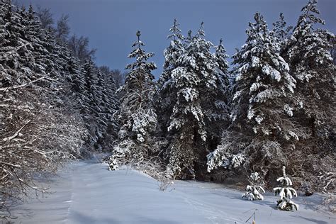Filewv Mountain Trail Winter Snow Trees West Virginia
