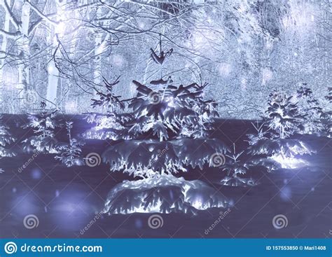 Forest Trees Covered Snow At Night In Winter Stock Photo Image Of
