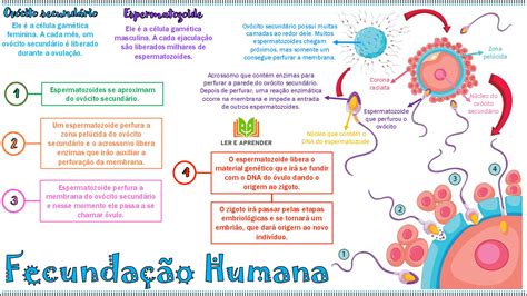 Mapa Mental Fecundação Humana Ler E Aprender