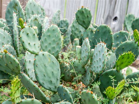 How To Root A Prickly Pear Cactus This Post Will Teach You All About