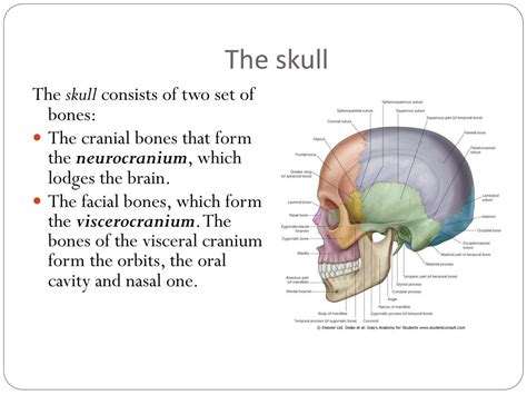 Ppt Functional Anatomy Of Skull Powerpoint Presentation Free Download Id416189
