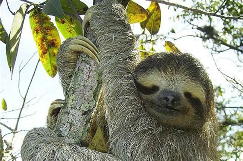 9 Sloth Adaptations In The Rainforest Pictures Wildlife Informer