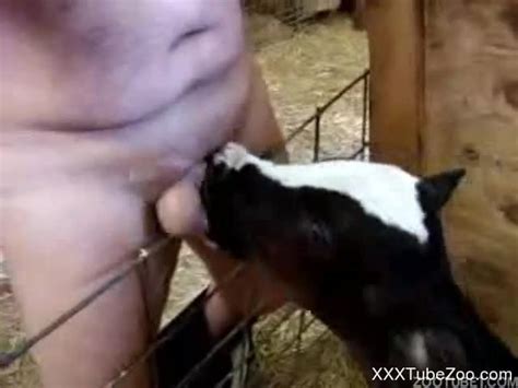 Man Fucks Calf Cow Sex Pictures Pass