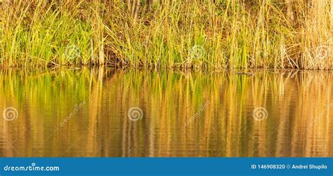 Grass And Reed With Reflection In The Pond Stock Photo Image Of Pond