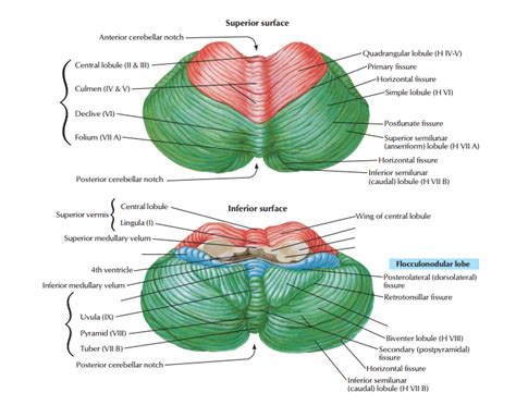 Cerebellar Anatomy Anatomical Charts And Posters