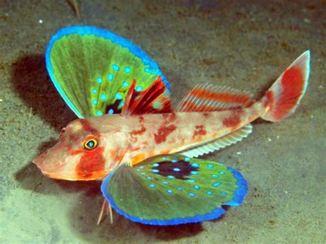 Neobična leptir riba | Akva svet
