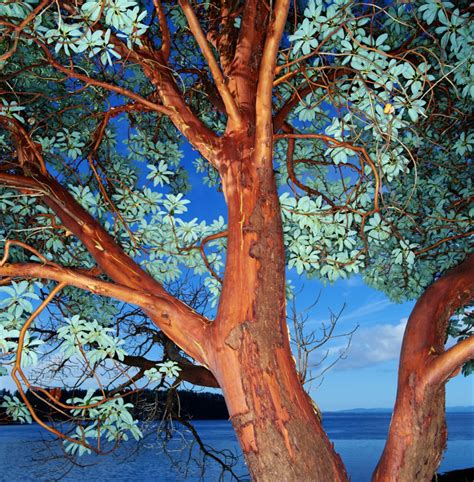 Madrone tree requires hot, dry deer like to eat fruit, bark and leaves of madrone tree. Pacific madrone | Strawberry tree, Arbutus tree, Madrone