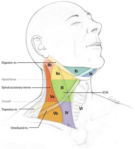 Diagram Neck Anatomy Glands Lymph Nodes They Are Critical In