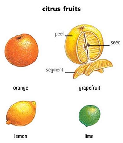 Citrus Fruits Learning Basic English