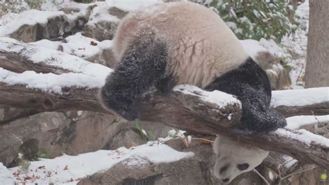 Adorable Video Giant Panda Bei Bei Plays In The First Snow Of The Season