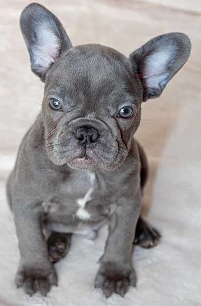 Small rescue dogs for adoption in south florida. French Bulldog Puppy for Sale in Boca Raton, South Florida ...