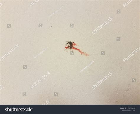 Smashed Mosquito Red Blood On White Stock Photo 1176528100 Shutterstock