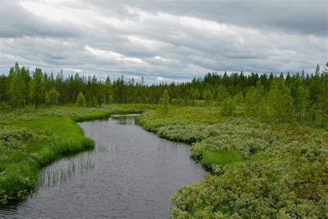 Free Images Landscape Tree Forest Marsh Wilderness Meadow Lake