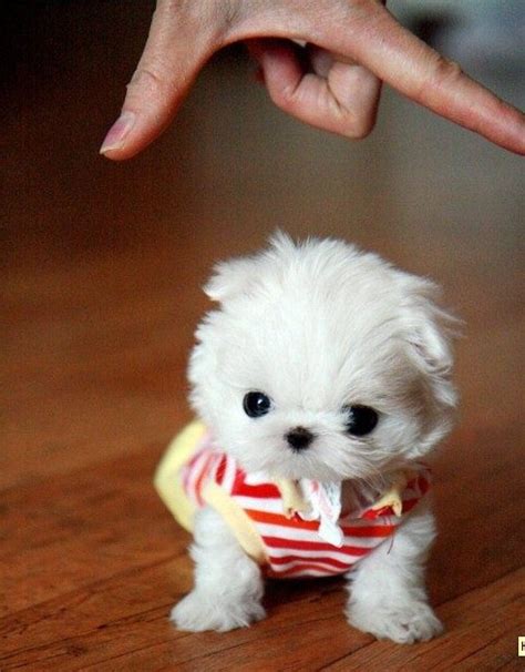 Worlds Smallest Puppy Jpegy What The Internet Was Meant For