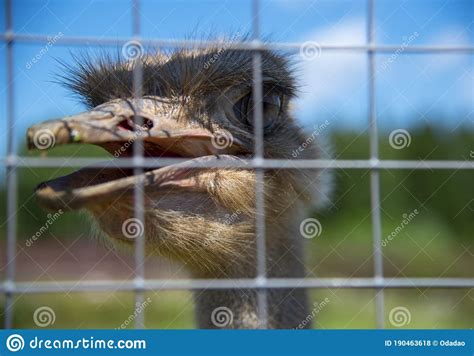 Ostrich Head Behind Bars In A Zoo Stock Photo Image Of Mammal Huge
