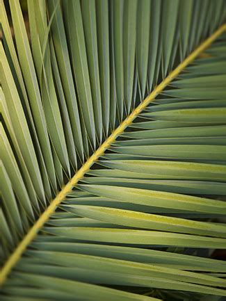 Branches of olive, box elder, spruce or other trees are used in places where palms are not available. Upcoming Liturgical Dates | The United Church of Canada