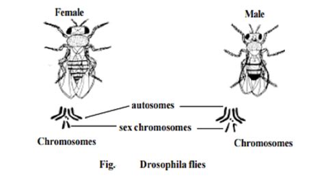 Genetics Sex Determination In Human Beings