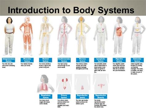 Body Systems Biology Eoc Review