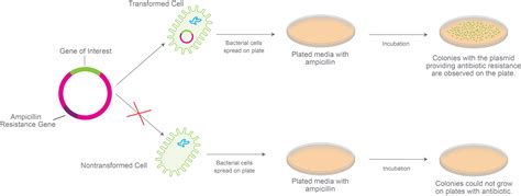 Bacterial Transformation Deep Dive What It Is Its Importance