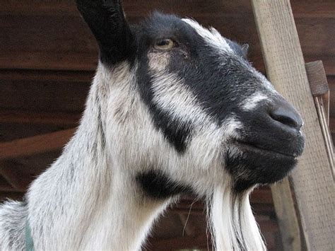 It is associated with many engineering marvels in india and manufactures railway wagons, cranes, foundry products and heavy structural. Top 5 Dairy Goat Breeds | farm? | Pinterest