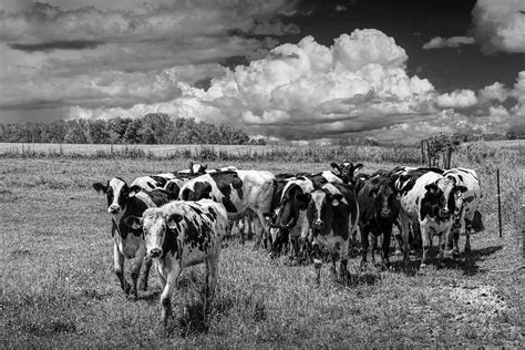 Cattle In A Pasture In Black And White Photograph By Randall Nyhof
