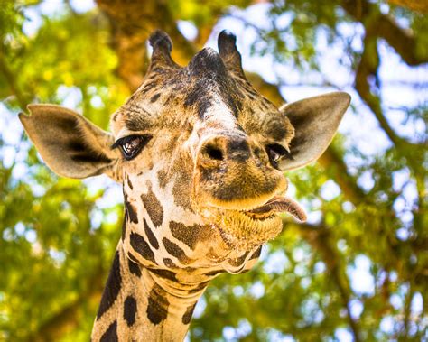 Silly Faced Giraffe Photograph By Mark Tisdale Fine Art America