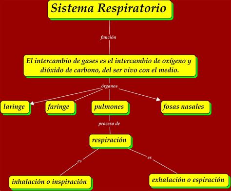 Sistema Respiratorio Humano Mapa Mental