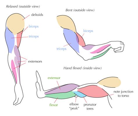 Human Anatomy Fundamentals Muscles And Other Body Mass