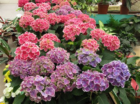 The thought of having poisonous plants in the house without even realizing it is very scary (especially around my new baby. House Plants for Sale at Dean's Garden Centre in York