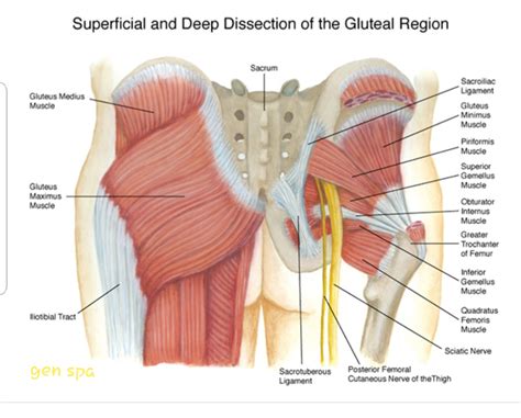 Related posts of muscles of the lower back and hip diagram human anatomy for women. Anatomy Pictures Of Lower Back And Hip : Understanding ...