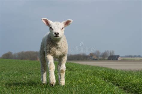 White Lamb Standing On Green Stock Image Image Of Calling