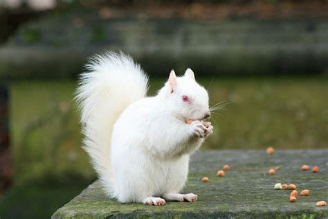 Animalwised answers the question 'what causes albino animals?'. When Nature Runs Out Of Paint: 25 All-White Animals ...