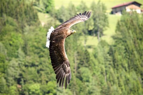 Beautiful Birds Flying in the Sky HD Images Free Wallpapers