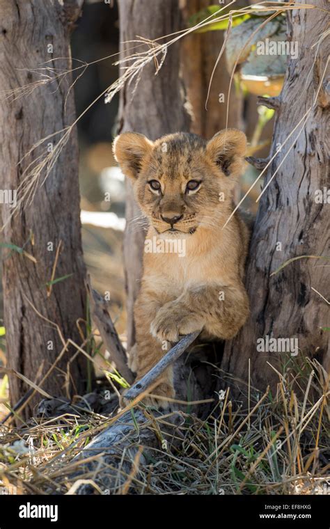 Africa Botswana Chobe National Park Lion Cubpanthera Leo Resting