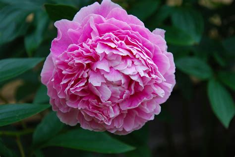 With their extravagant, fluffy blooms composed of layers of delicate petals, lovely, sweet scent, and range of vibrant colors. Peony Growing Tips: How To Care For Peonies