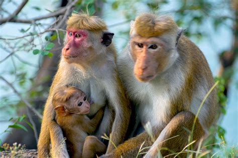 Enter The Primate World Habitat Of Monkeys And Where They Live