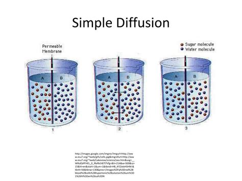 Ppt Simple Diffusion Powerpoint Presentation Free Download Id2349531